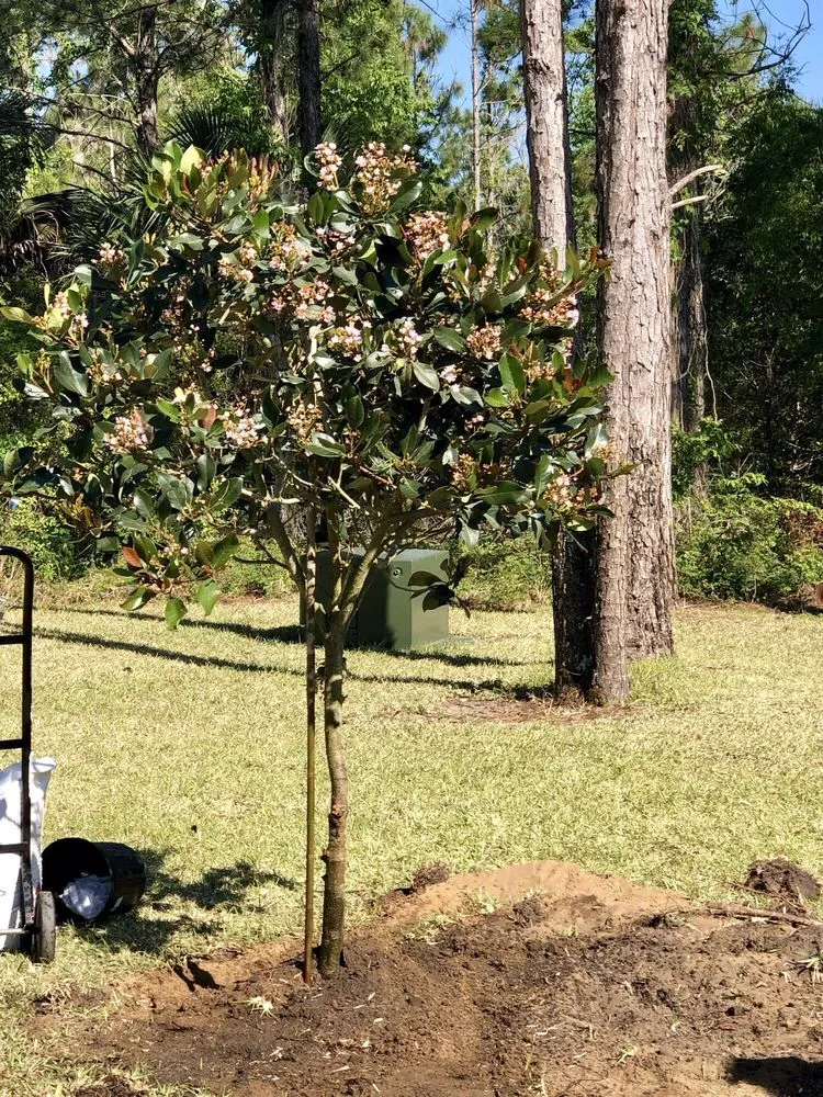 Affordable garden landscaping in Mount Dora, FL - Yard Stop Garden Center