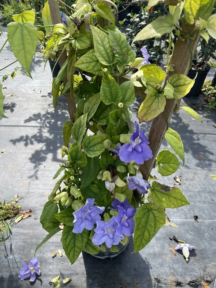 Affordable garden landscaping in Mount Dora, FL - Yard Stop Garden Center