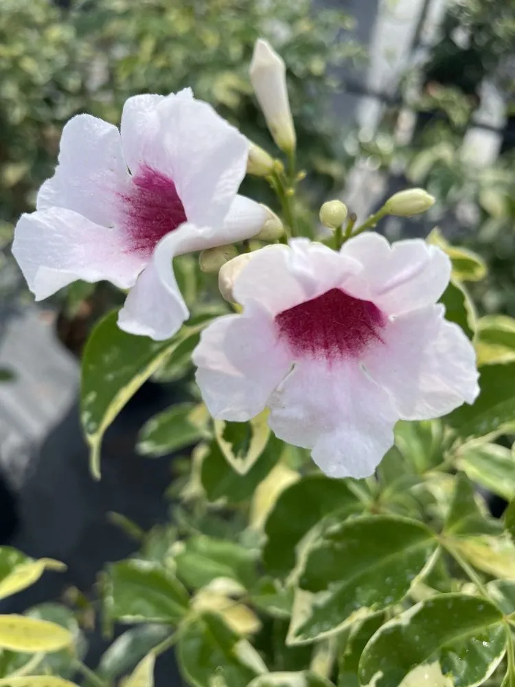 Affordable lawn care service in Mount Dora, FL - Yard Stop Garden Center