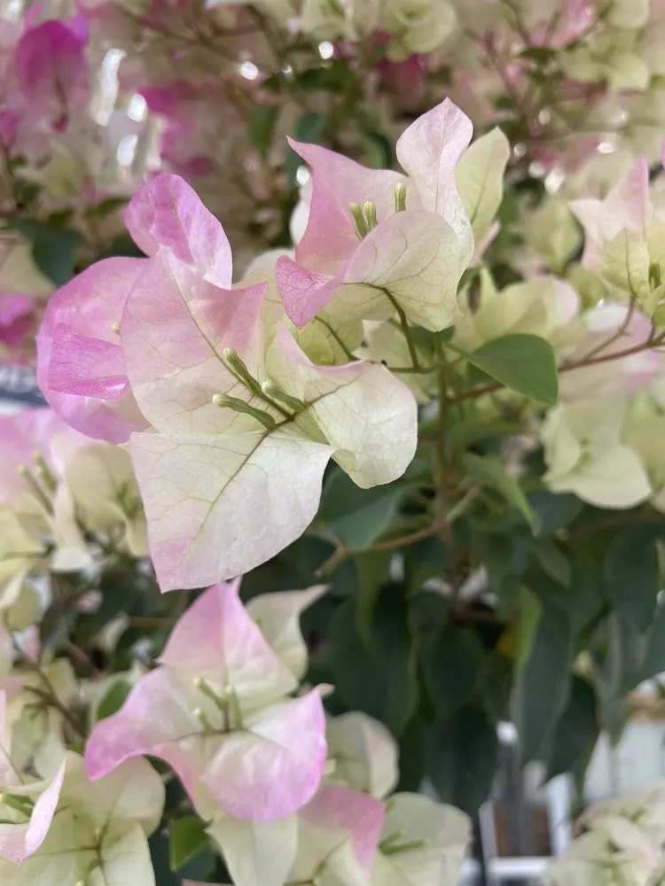 Custom yard maintenance in Mount Dora, FL by Yard Stop Garden Center