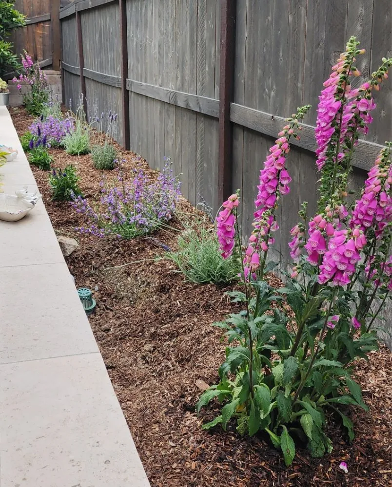 Affordable yard maintenance experts serving Corona, CA - Yard Techs