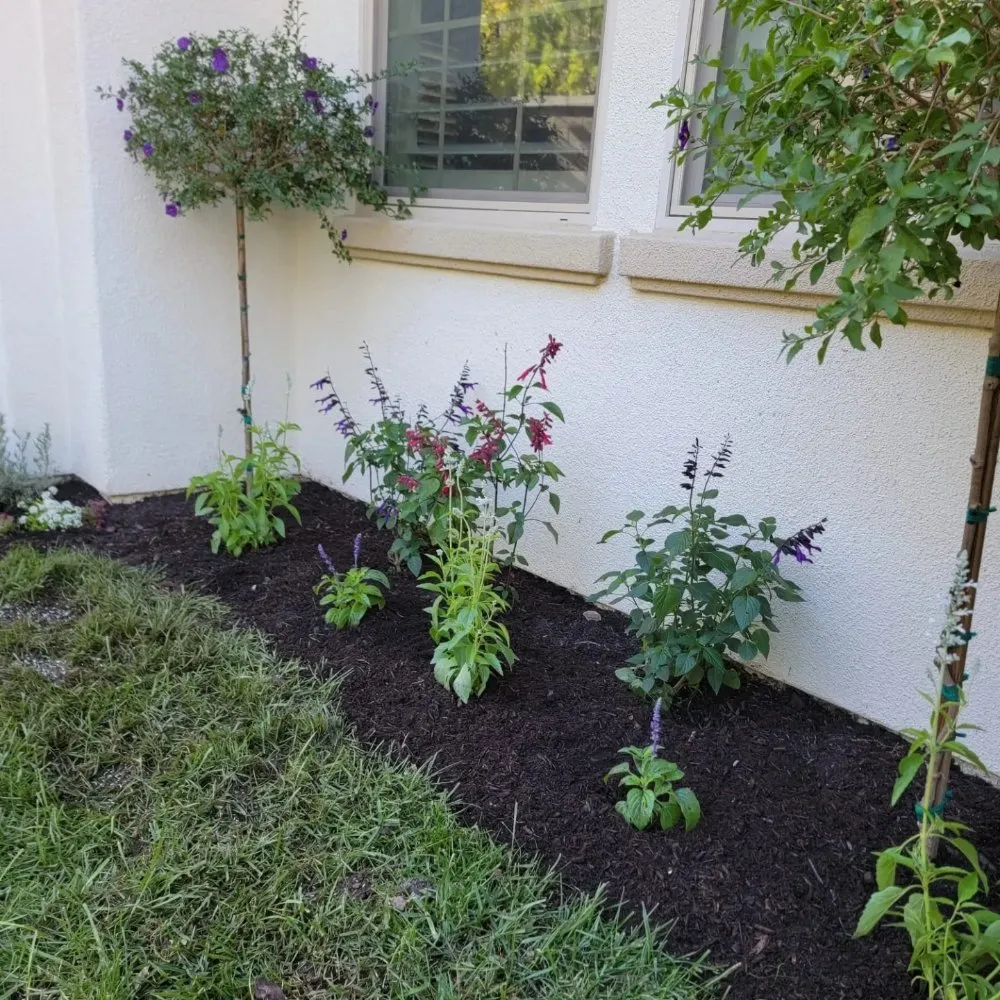 Local landscape installation in Encinitas, CA - Yard Techs