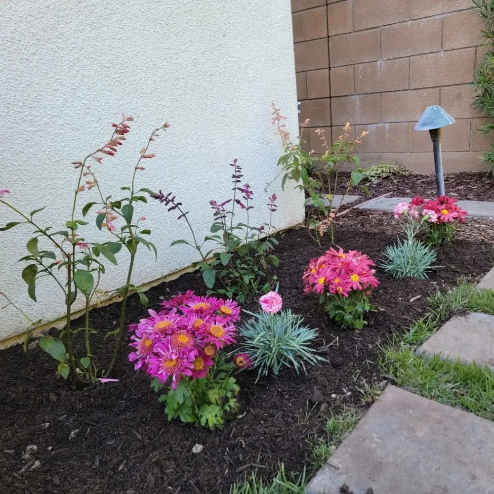 Professional yard cleanup service in Irvine, CA - Yard Techs