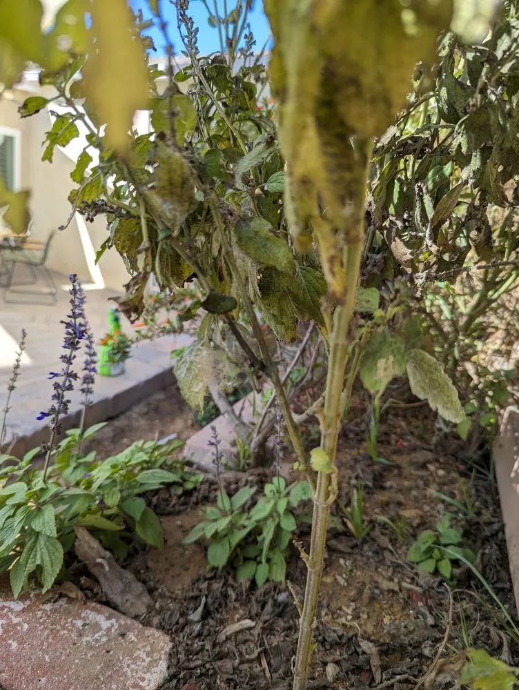 Custom landscape design for year-round maintenance across San Diego, CA - Yard Techs