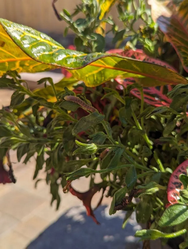 Reliable outdoor landscaping in San Diego, CA - Yard Techs