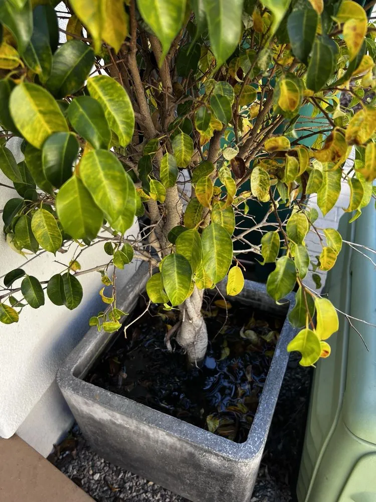 Affordable residential landscaping in San Diego, CA - Yard Techs