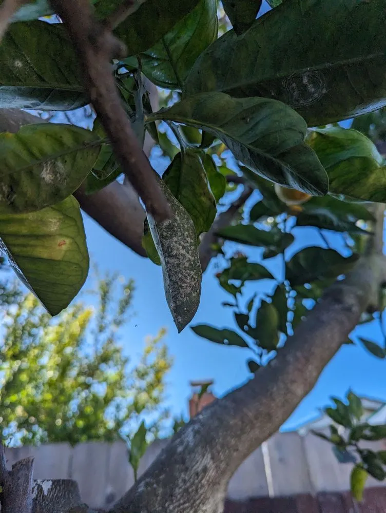 Expert landscaping services in San Diego, CA - Yard Techs