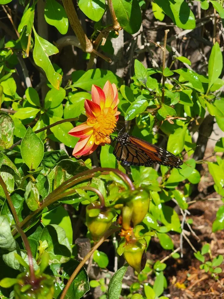 Trusted landscaping services in San Diego, CA by Yard Techs