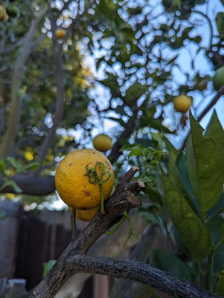 Local yard cleanup service in San Diego, CA - Yard Techs