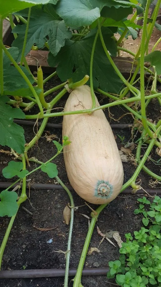 Trusted lawn mowing service for beautiful yards in Sacramento, CA by Yard to Fork