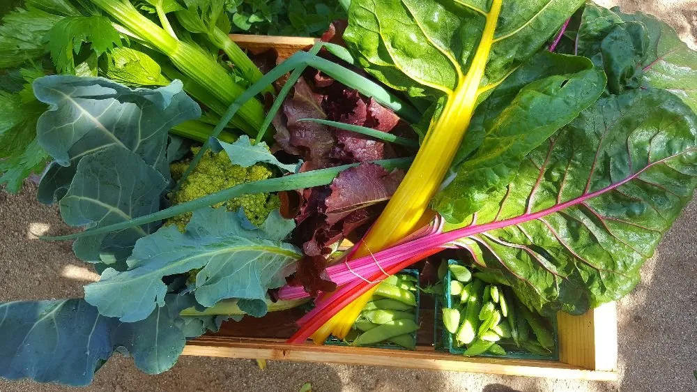 Reliable residential landscaping experts serving Sacramento, CA - Yard to Fork