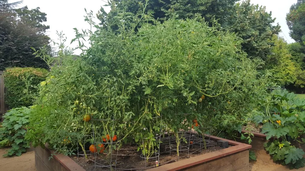 Affordable residential landscaping experts serving Sacramento, CA - Yard to Fork