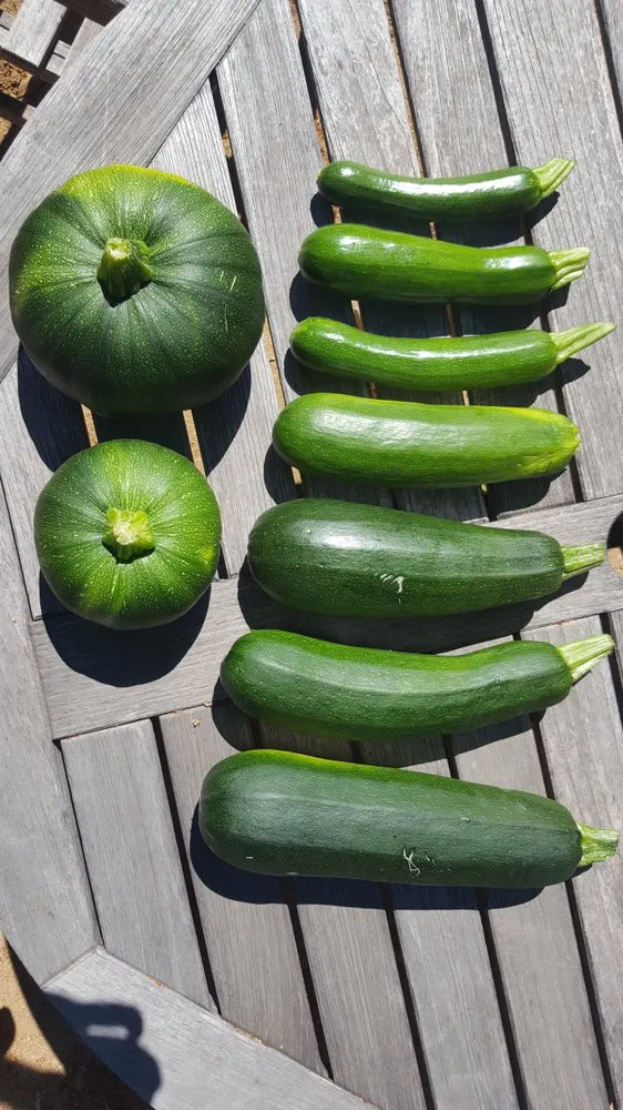 Trusted yard cleanup service for year-round maintenance in Sacramento, CA by Yard to Fork