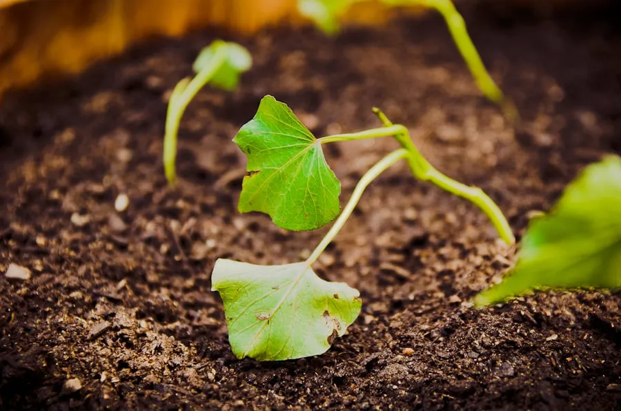 Reliable landscape installation experts serving Austin, TX - Yard to Table Gardens