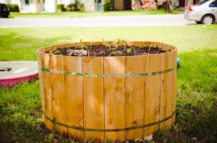 Top-rated yard maintenance for outdoor upgrades in Austin, TX by Yard to Table Gardens