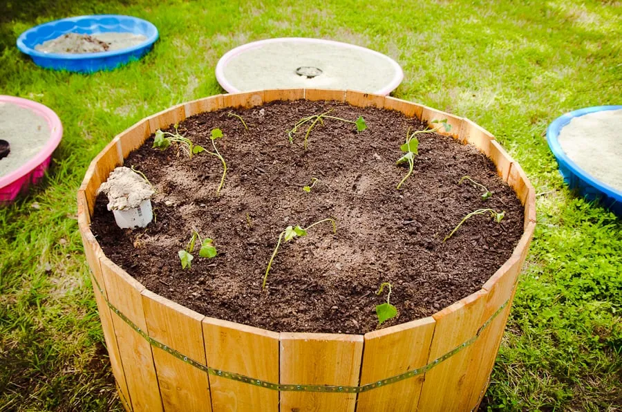 Professional landscaping services experts serving Austin, TX - Yard to Table Gardens