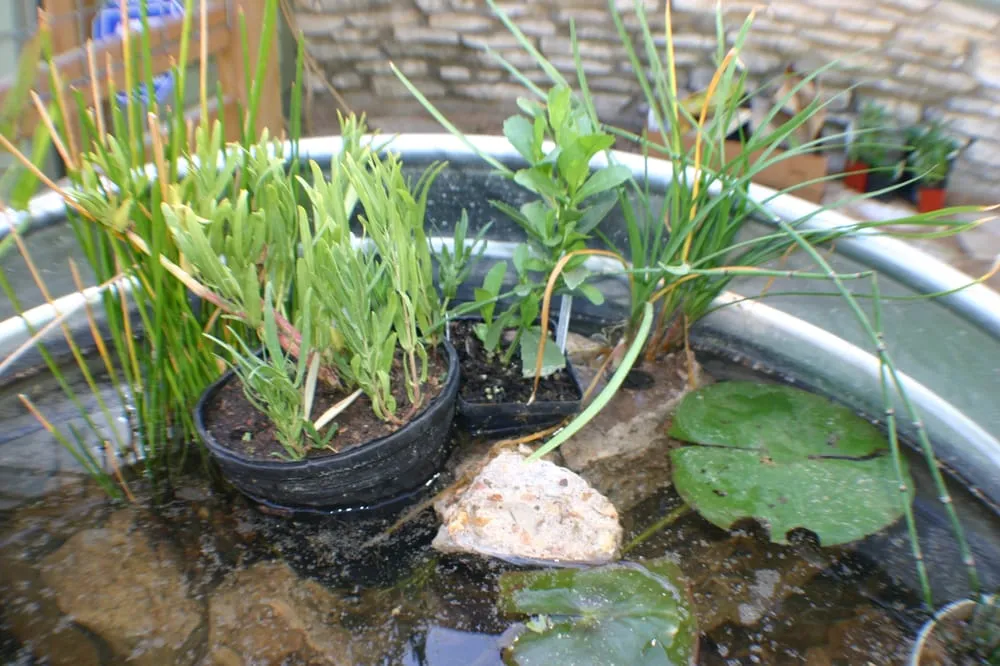 Trusted lawn mowing service in Austin, TX by Yard to Table Gardens