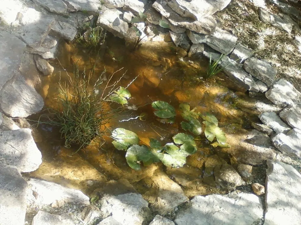 Custom residential landscaping in Austin, TX by Yard to Table Gardens