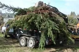 Reliable lawn care service in Vail, AZ by Yard Tree Landscaping & Hauling Services