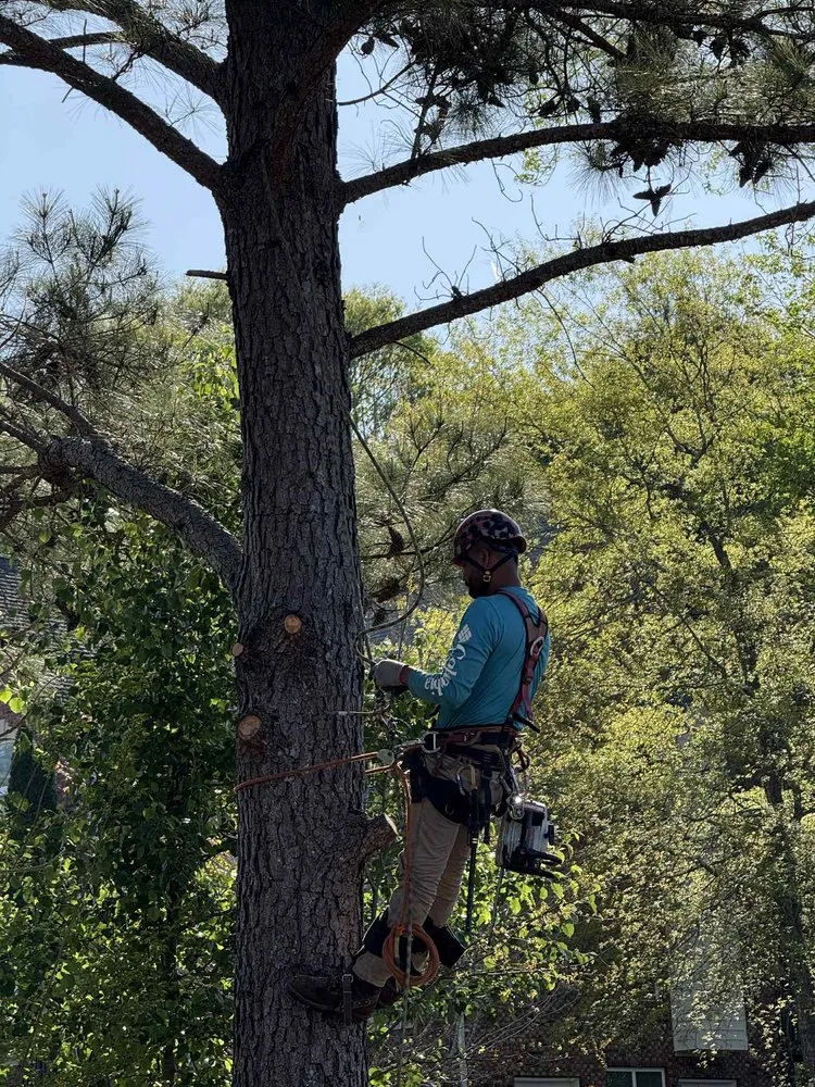 Local landscaping services experts serving McDonough, GA - Yard Trim