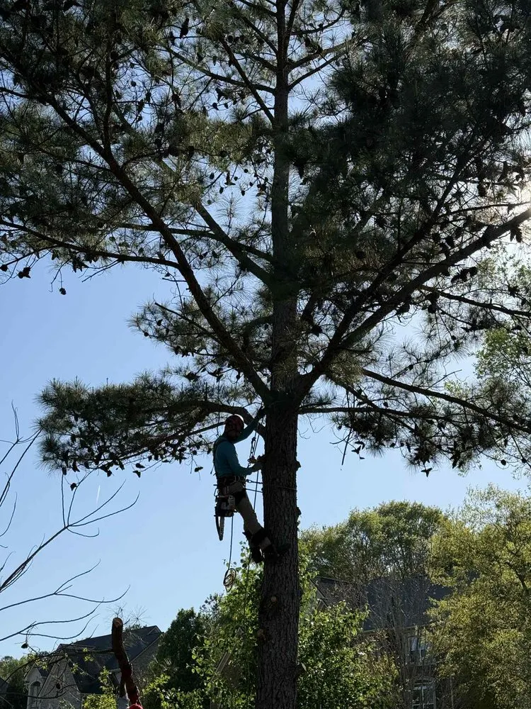 Top-rated yard maintenance with custom design across McDonough, GA - Yard Trim