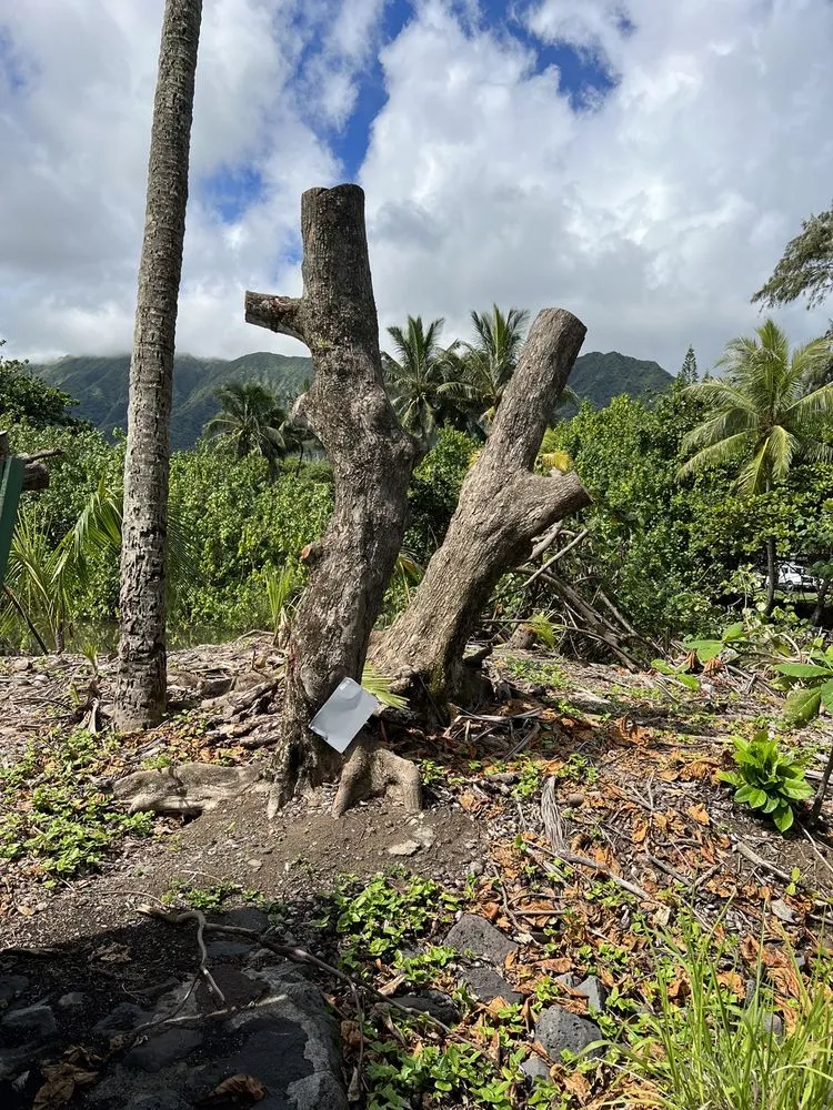 Professional residential landscaping experts serving Kaneohe, HI - Yard Work Handy Man