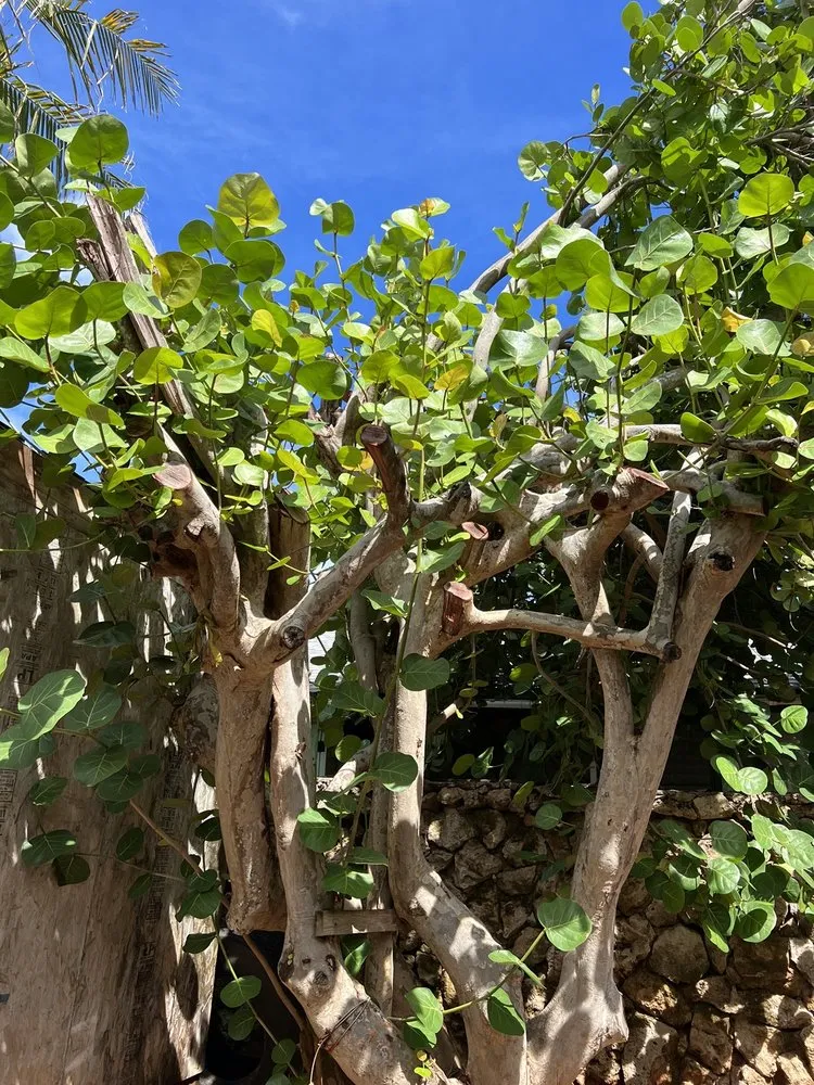 Custom lawn care service with custom design across Kaneohe, HI - Yard Work Handy Man