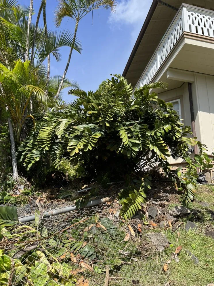 Professional landscape installation in Kaneohe, HI by Yard Work Handy Man