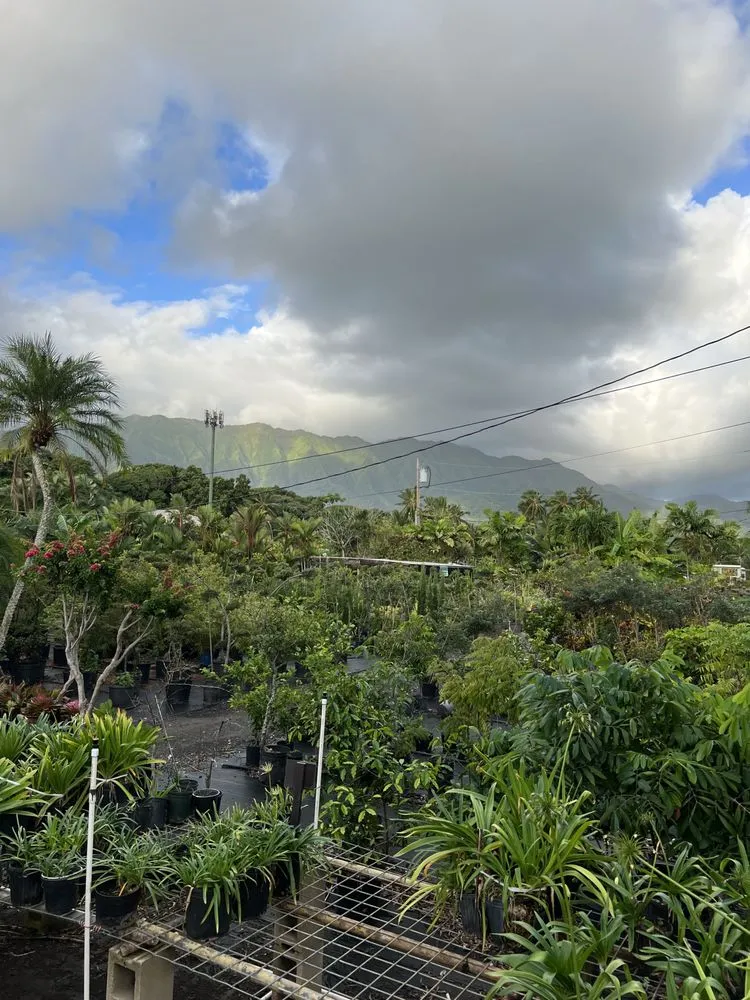 Professional outdoor landscaping for beautiful yards in Kaneohe, HI by Yard Work Handy Man