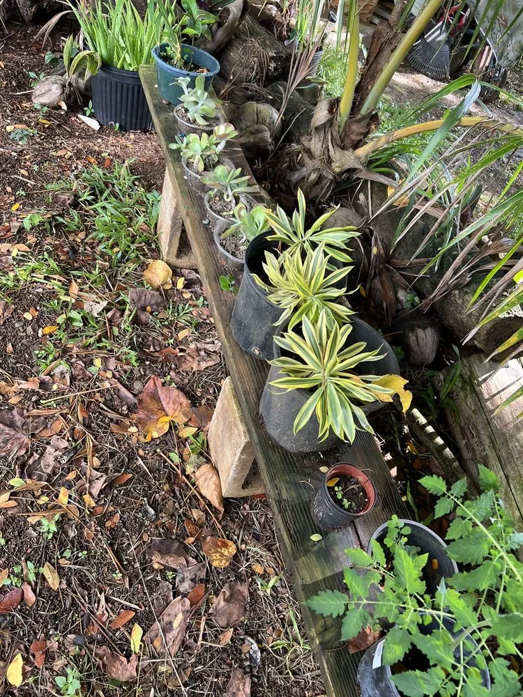 Affordable residential landscaping in Kaneohe, HI by Yard Work Handy Man