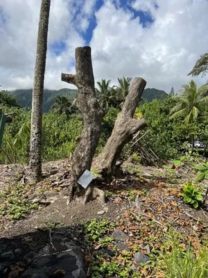 Yard Work Handy Man Logo