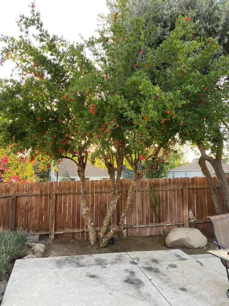 Reliable landscape installation in Bakersfield, CA by Yard Works