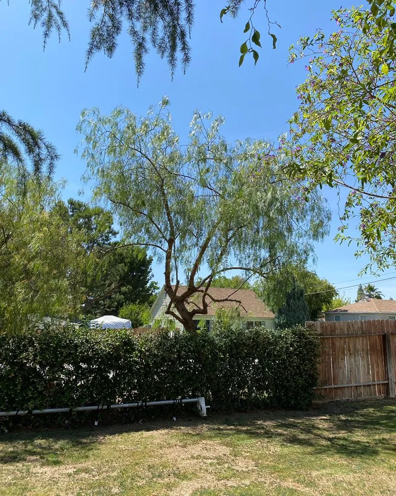 Reliable yard cleanup service experts serving Bakersfield, CA - Yard Works