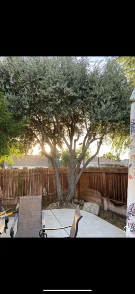 Custom yard cleanup service experts serving Bakersfield, CA - Yard Works