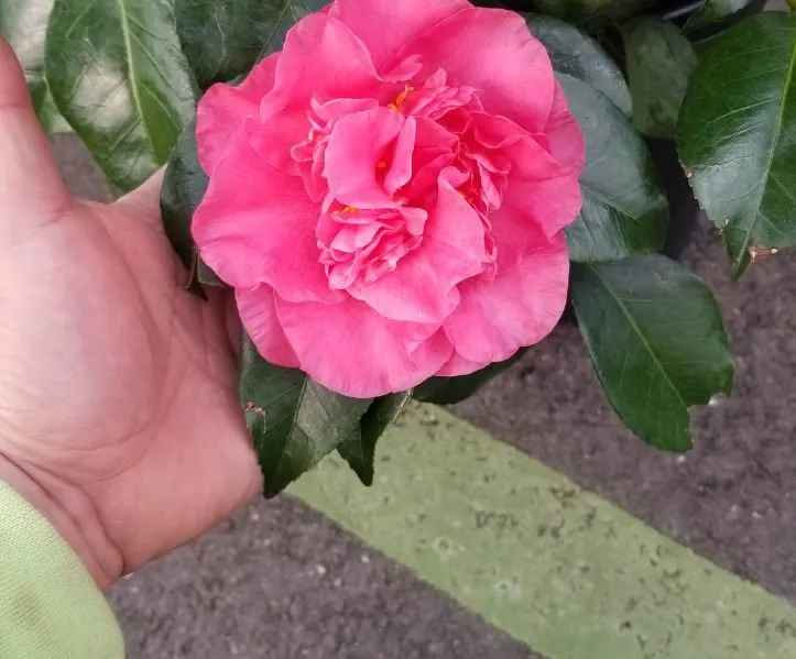 Local residential landscaping for beautiful yards in Cornelius, NC by Yard Works Landscaping & Irrigation