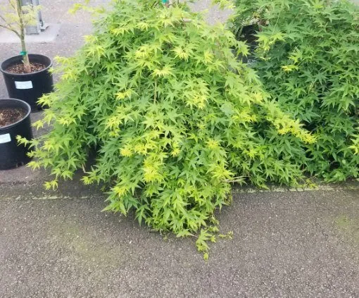 Top-rated yard cleanup service in Cornelius, NC - Yard Works Landscaping & Irrigation