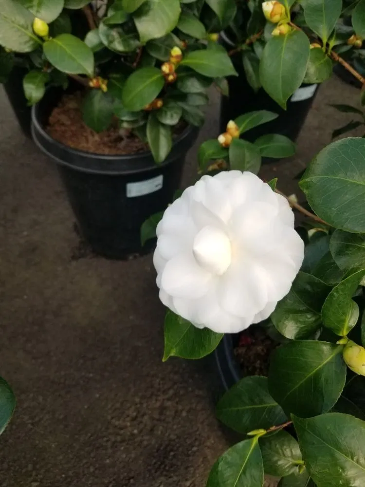 Professional landscape design experts serving Cornelius, NC - Yard Works Landscaping & Irrigation