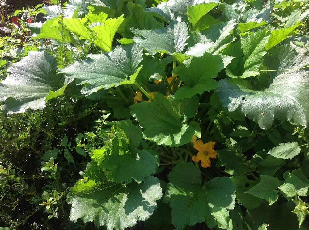 Professional yard maintenance for beautiful yards across Moseley, VA - Yard Works