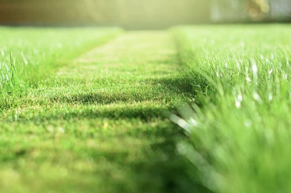 Expert yard cleanup service near you in Springfield, OH by Yard Worx