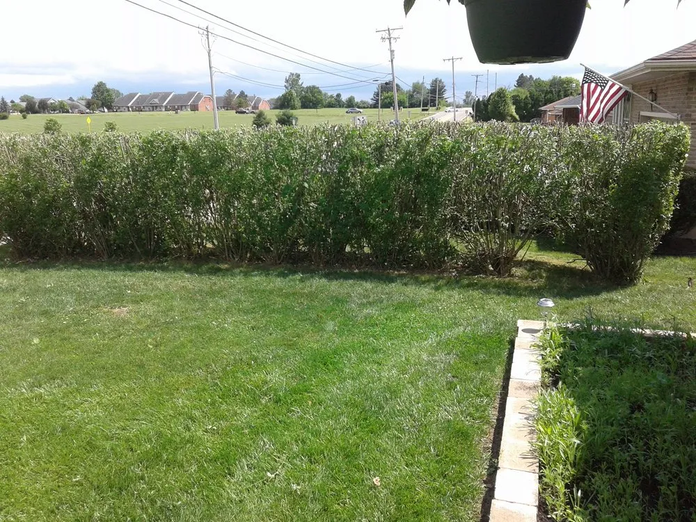 Top-rated yard cleanup service in Springfield, OH - Yard Worx