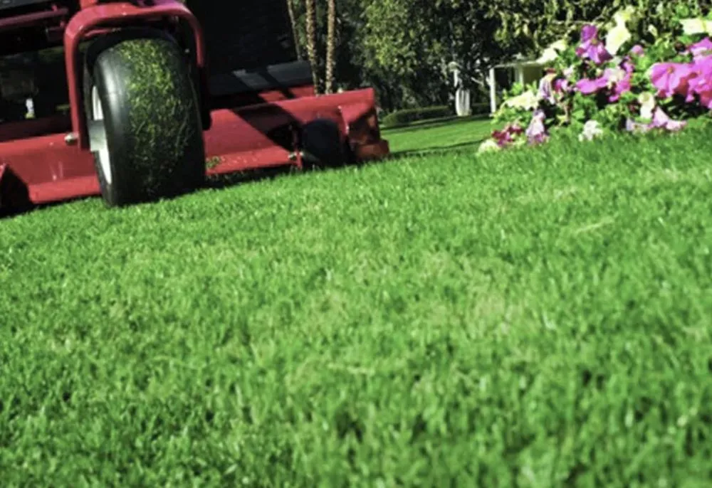 Expert yard cleanup service near you across Tyler, TX - Yard Worx