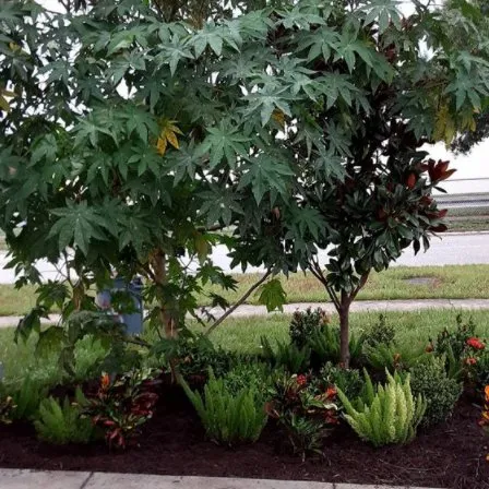 Local outdoor landscaping experts serving Kenneth City, FL - Yard Wright Lawn and Landscaping