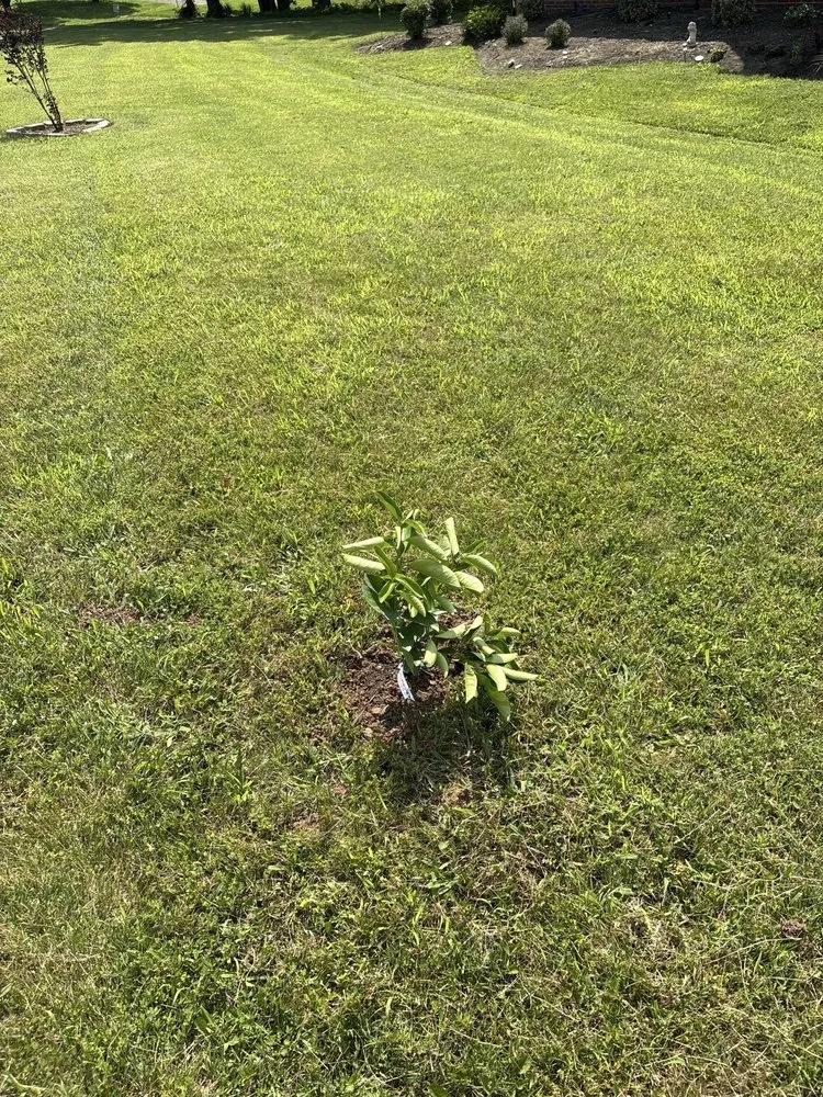 Top-rated landscaping services for year-round maintenance across Nashville, TN - Yard Yeti