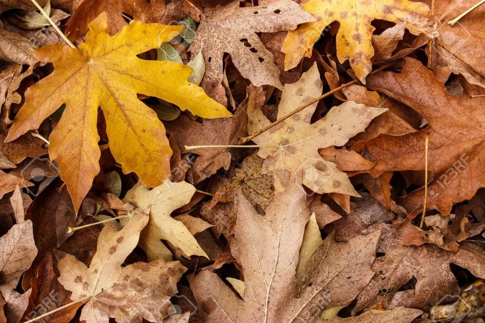 Trusted yard maintenance for beautiful yards across Lewisville, TX - YardaBella