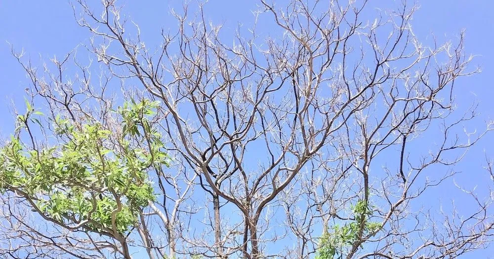 Expert outdoor landscaping for beautiful yards in Lewisville, TX by YardaBella