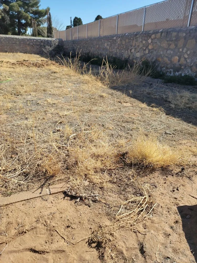 Custom residential landscaping for beautiful yards in El Paso, TX by Yardbirds