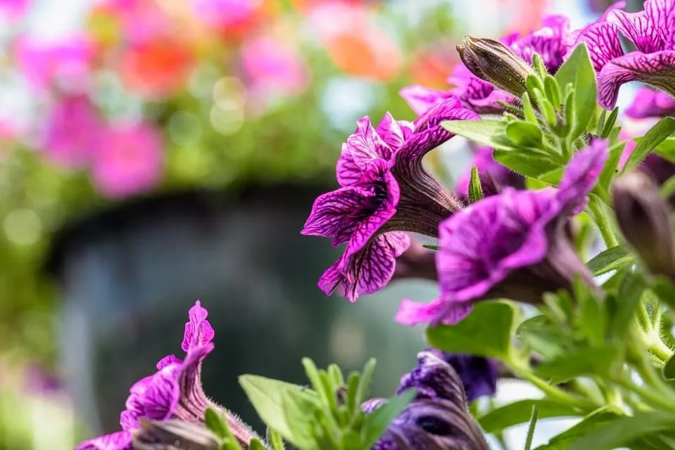 Trusted outdoor landscaping for outdoor upgrades in Montgomery City, MO by Yardbirds Greenhouses