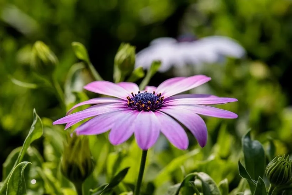 Reliable landscape installation for beautiful yards in Montgomery City, MO by Yardbirds Greenhouses