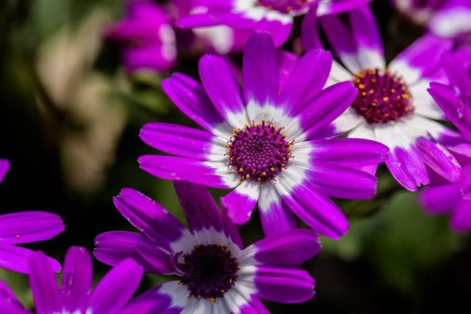 Expert residential landscaping for year-round maintenance across Montgomery City, MO - Yardbirds Greenhouses