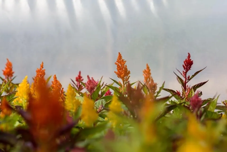 Custom lawn care service experts serving Montgomery City, MO - Yardbirds Greenhouses